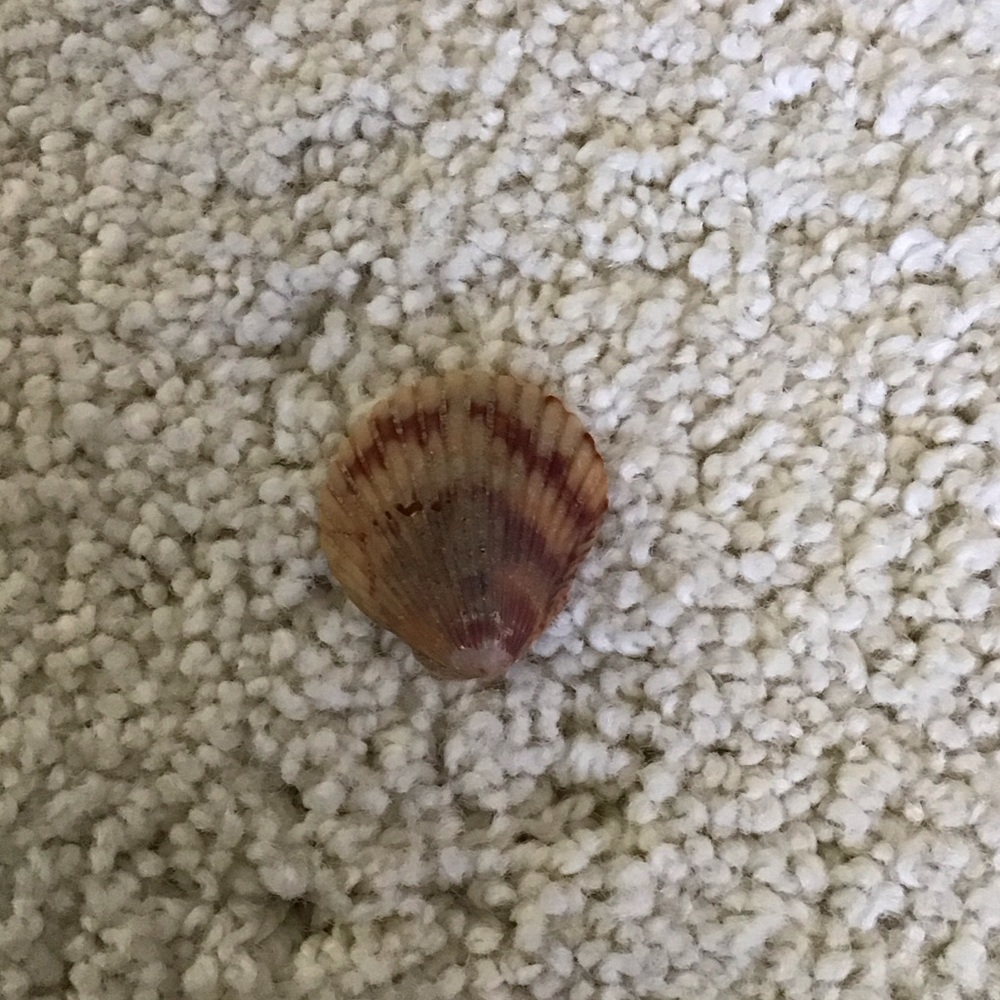 Natural Seashell Decor